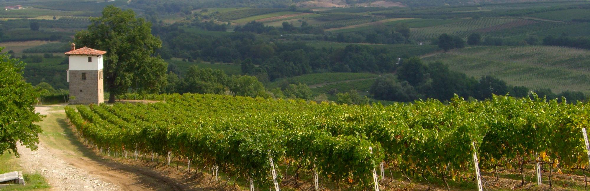 Northern Greece: Kir Yiannis vineyard