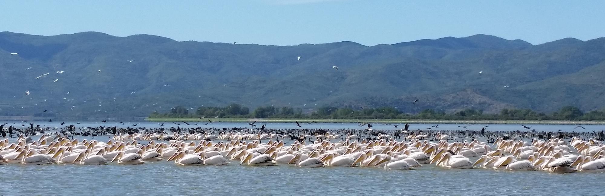 Flamingos_Kerkini