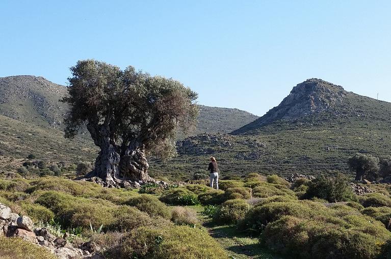 Ancient olive grove Eleonas Aegina 